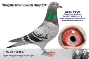 Daughter Kittel x Double Harry 239