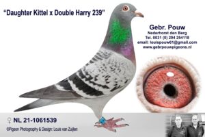 Daughter Kittel x Double Harry 239