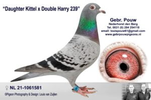 Daughter Kittel x Double Harry 239