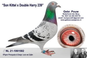Son Kittel x Double Harry 239